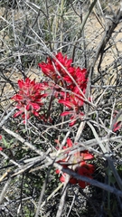 Castilleja chromosa