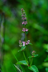 Stachys rigida quercetorum