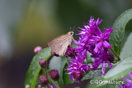 Polytremis mencia