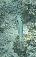 Halichoeres scapularis