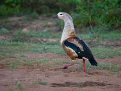 Orinoco Goose photo 1