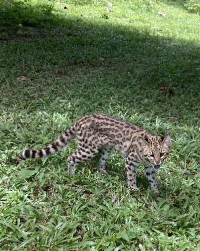 Northern Tigrina