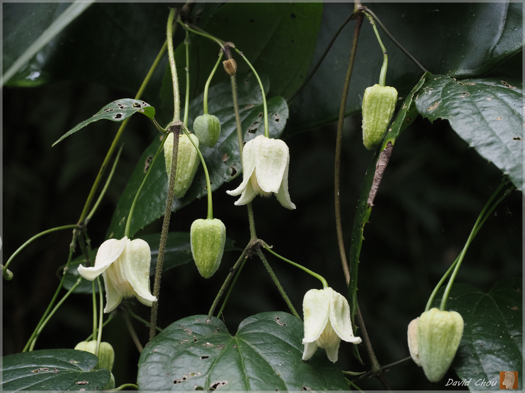 Clematis henryi