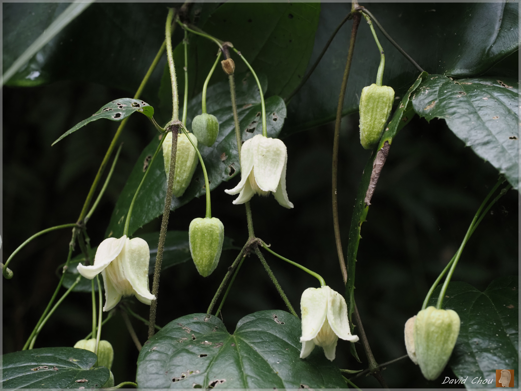 Clematis henryi
