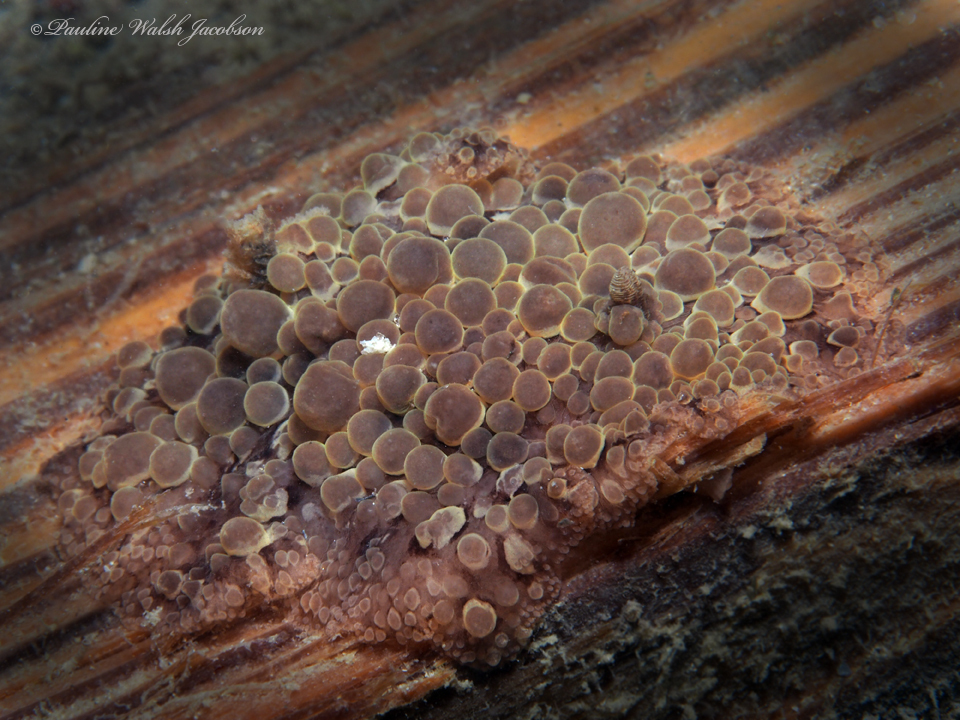 Carminodoris madibenthos