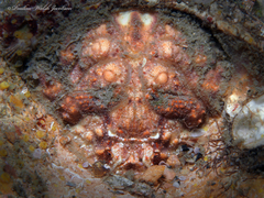 Hypoconcha parasitica image