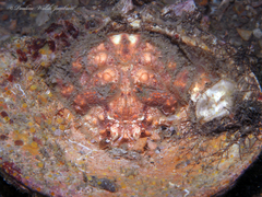 Hypoconcha parasitica image