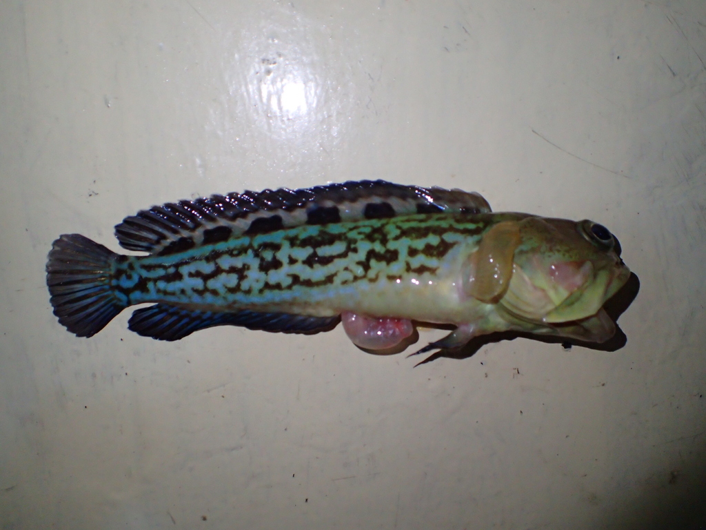 Castelnau's Jawfish
