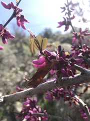 Cercis occidentalis
