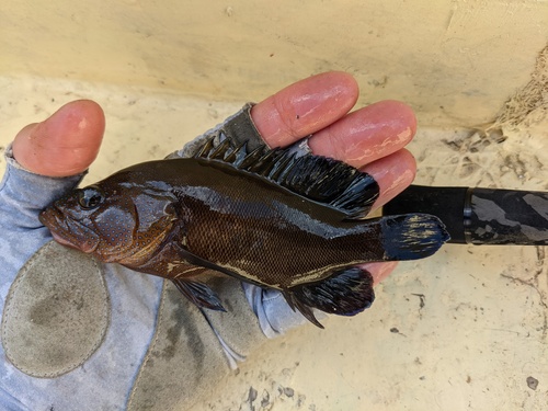 Freckled Grouper — seen at this dive site