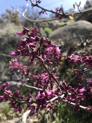 Cercis occidentalis