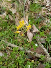 Corydalis flavula