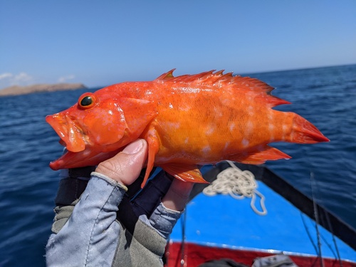 Gouden koraalbaars (Cephalopholis aurantia) — Serranidae — 3