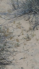 Dipsosaurus dorsalis dorsalis