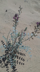 Astragalus lentiginosus borreganus