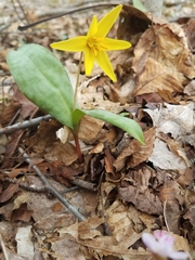 Erythronium rostratum