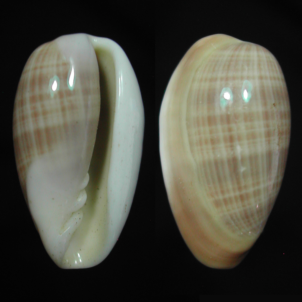 Volvarina angustata