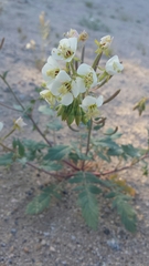 Chylismia claviformis