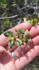 Quercus cornelius-mulleri