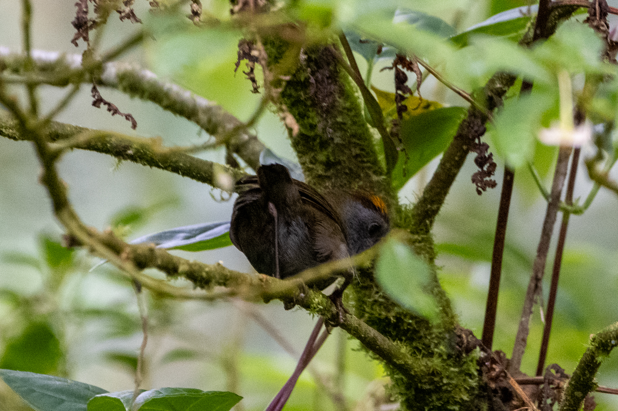 Wrenthrush (Zeledonia coronata), photo 9