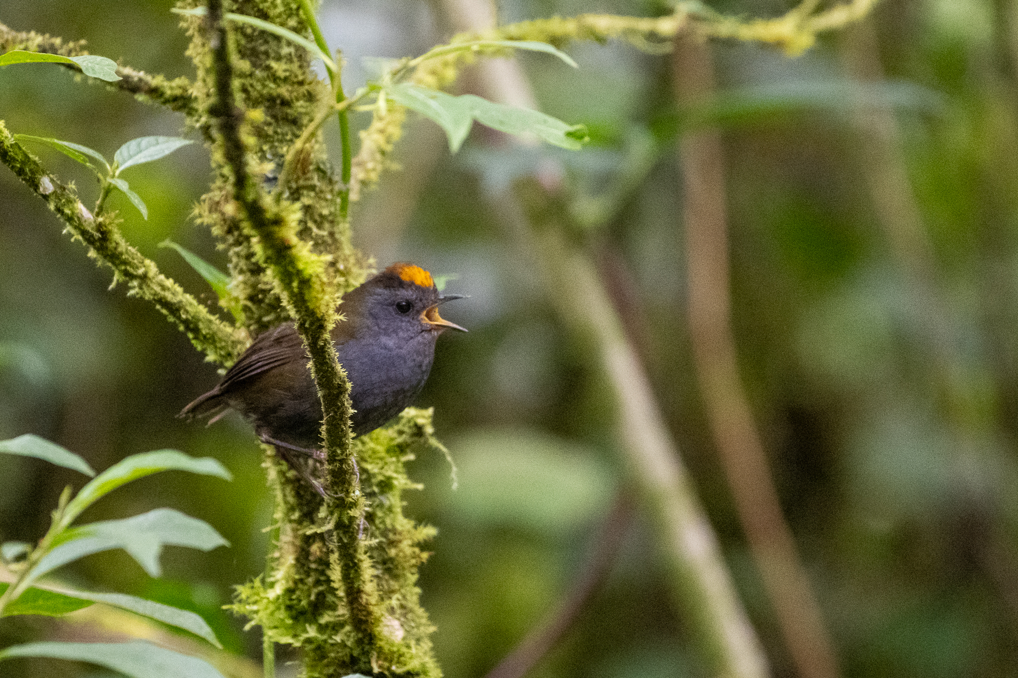 Wrenthrush (Zeledonia coronata), photo 8