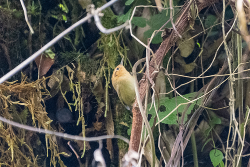 Ochraceous Wren (Troglodytes ochraceus), photo 7