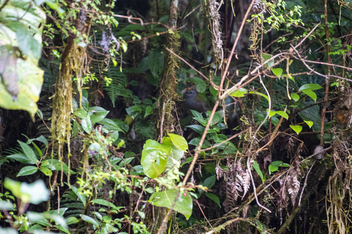 Wrenthrush (Zeledonia coronata), photo 6