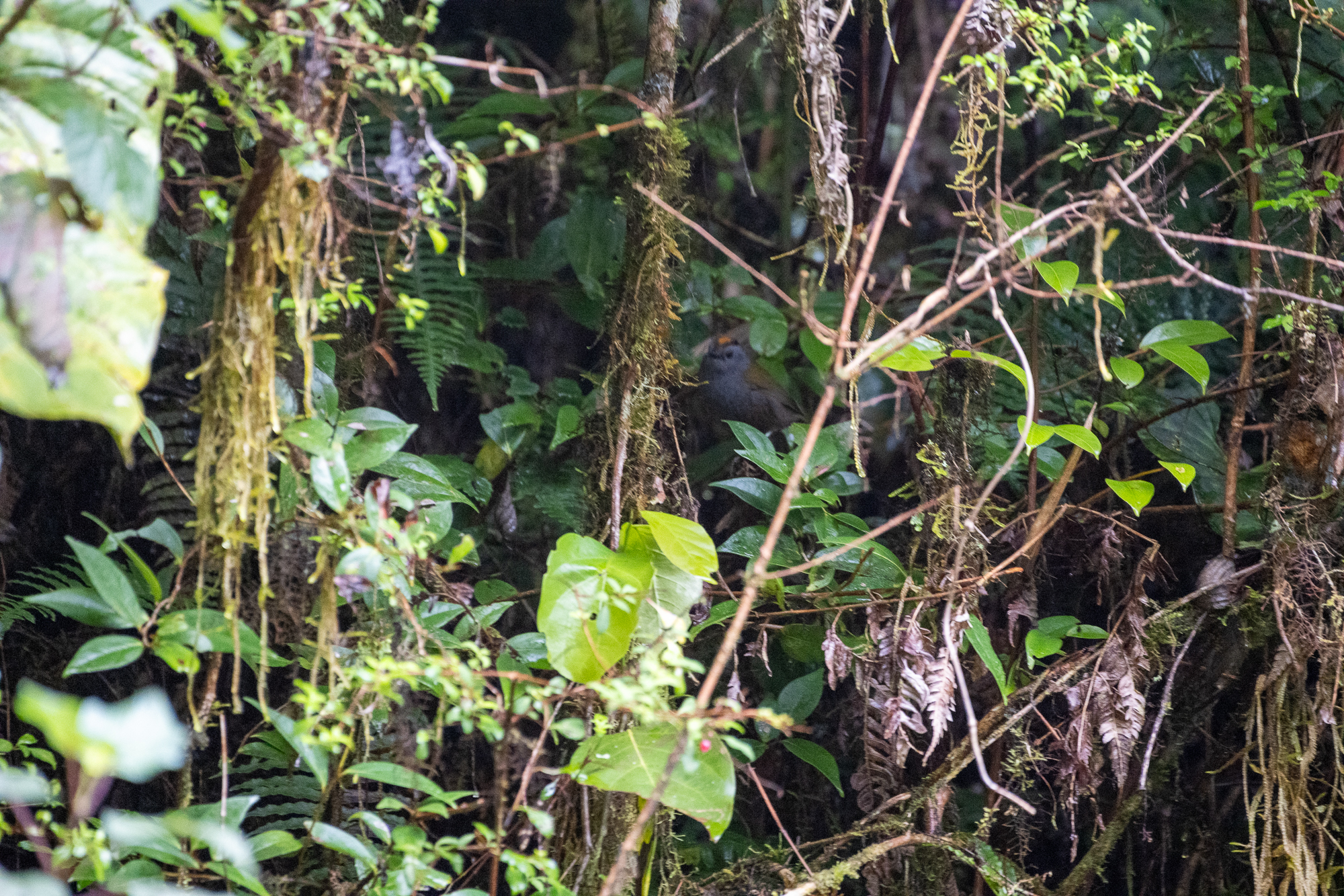 Wrenthrush (Zeledonia coronata), photo 6