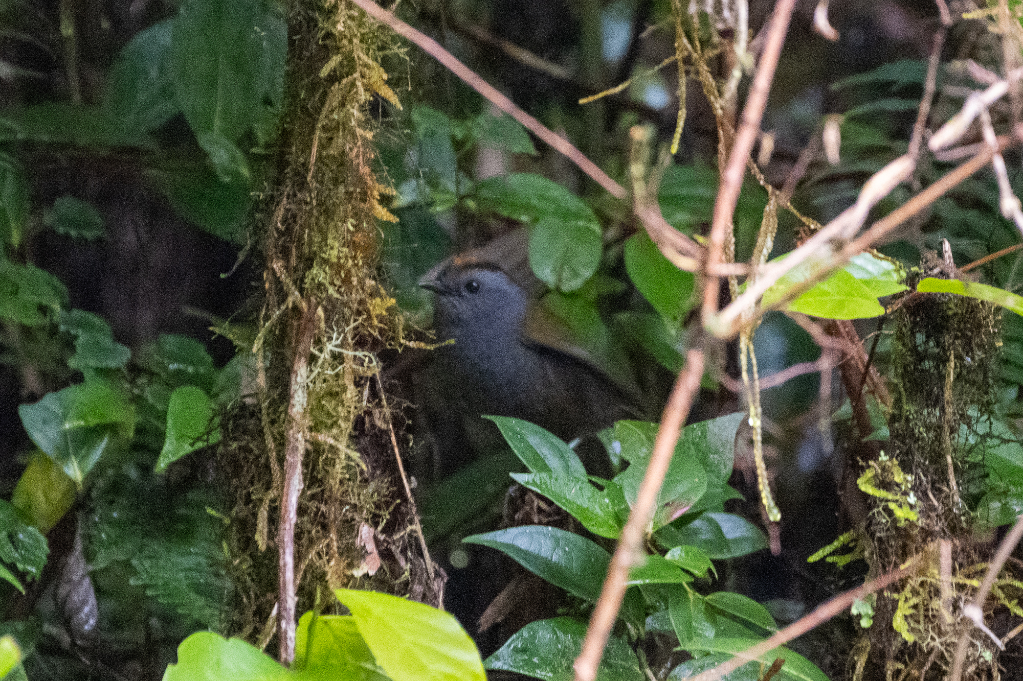 Wrenthrush (Zeledonia coronata), photo 7
