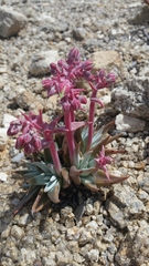 Dudleya saxosa