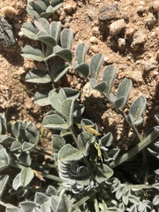 Astragalus layneae