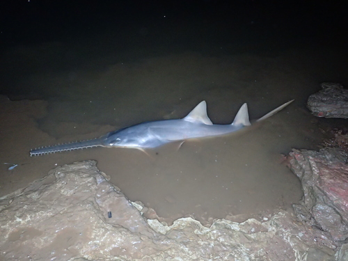 Largetooth sawfish (Pristis microdon) — Pristidae
