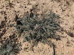 Astragalus layneae