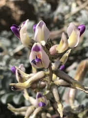 Astragalus layneae