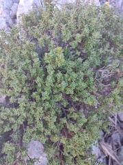 Balearic St. John's Wort (Hypericum balearicum)