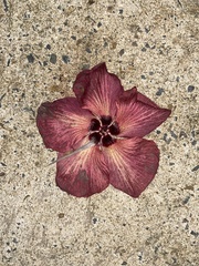Lindenblättriger Eibisch (Hibiscus tiliaceus): Herkunft und Verwendung — Foto 3