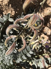Astragalus layneae