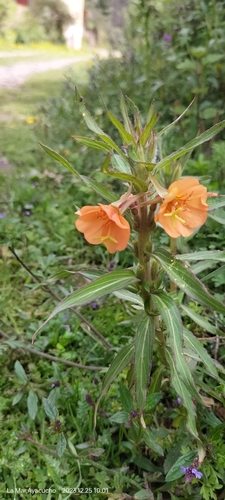 Image of Oenothera versicolor by (c) Floro Ortiz Contreras, some rights reserved (CC BY)