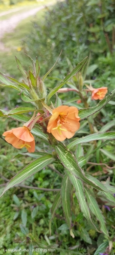 Image of Oenothera versicolor by (c) Floro Ortiz Contreras, some rights reserved (CC BY)