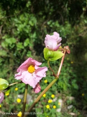 Begonia veitchii, photograph Floro Ortiz Contreras, CC BY, iNaturalist via GBIF