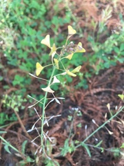 Capsella bursa-pastoris