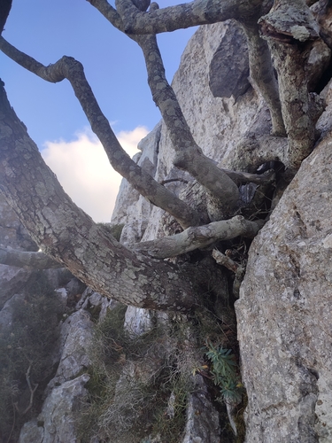Image of Acer granatense by no rights reserved