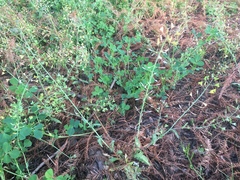 Capsella bursa-pastoris