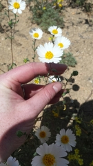 Layia glandulosa
