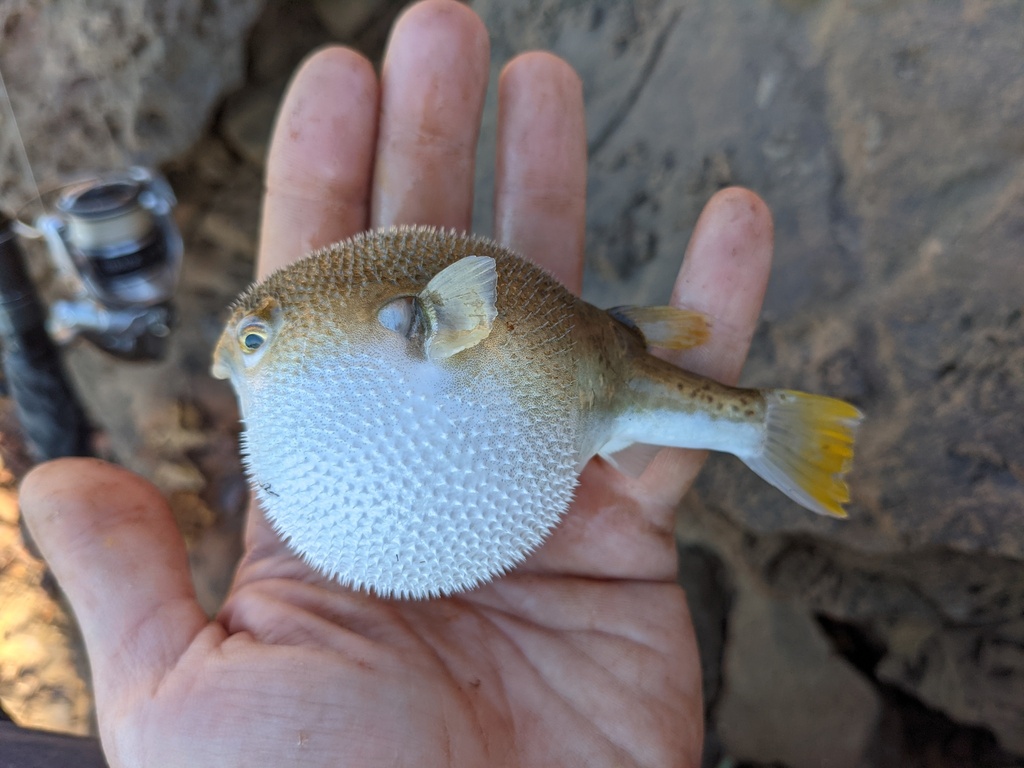 Merauke Toadfish