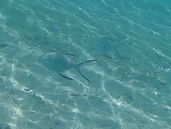 Trachinotus baillonii