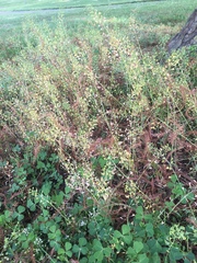 Capsella bursa-pastoris