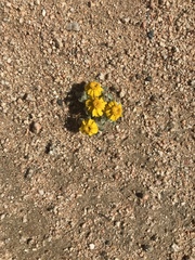 Eriophyllum wallacei