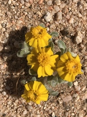 Eriophyllum wallacei
