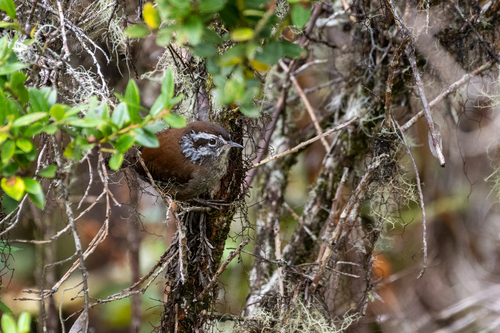 Timberline Wren (Thryorchilus browni), photo 3